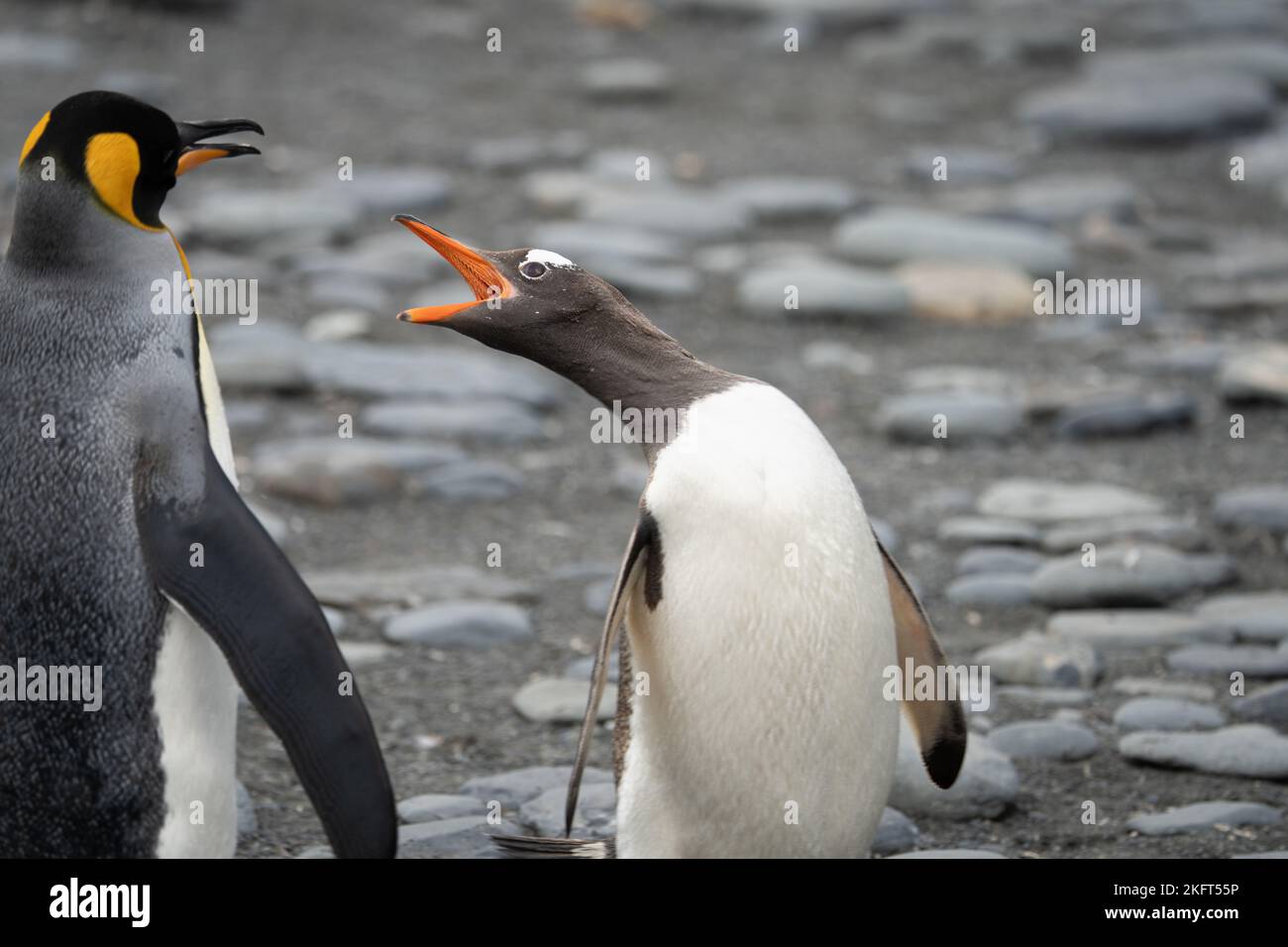 Biodiversité en Géorgie du Sud - le Penguin Gentoo (Pygoscelis papouasie) et le Penguin King (APTENODYTES PATAGONICUS) interagissent entre eux Banque D'Images
