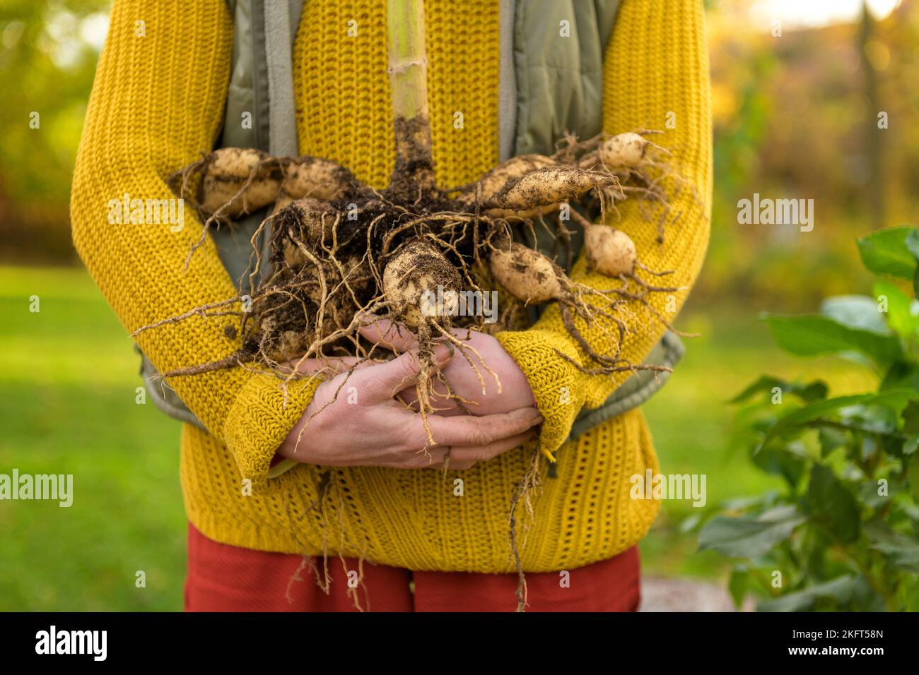 Femme tenant des tubercules dahlia fraîchement levés prêts à être lavés et préparés pour l'entreposage hivernal. Emplois de jardinage d'automne. Les tubercules dahlia hivernent. Banque D'Images