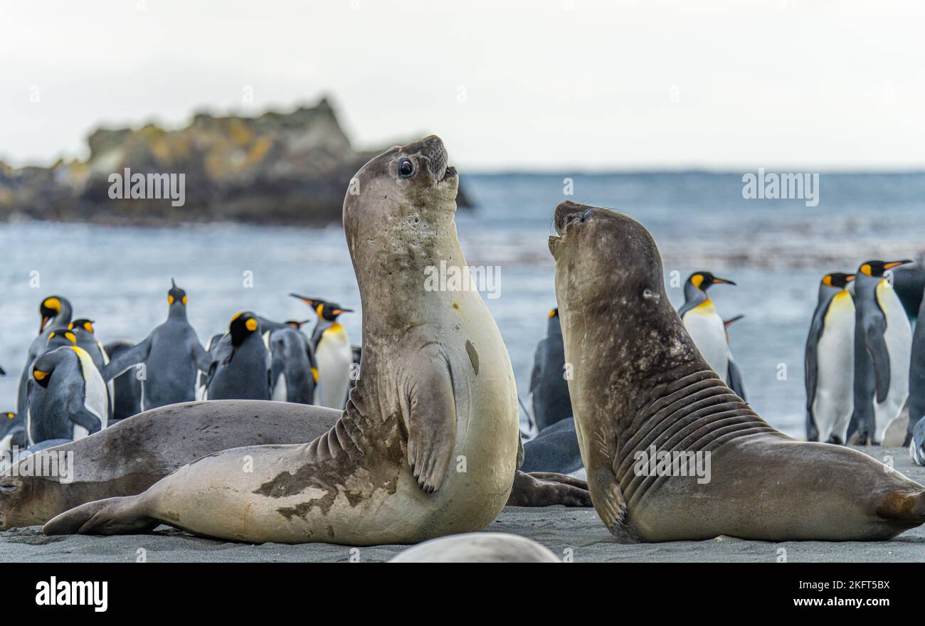 Géorgie du Sud - 2 jeunes phoques à fourrure de l'Antarctique / bébés de phoques à fourrure de l'Antarctique (Arctocephalus gazella) au premier plan et pingouins de l'océan et du roi Banque D'Images