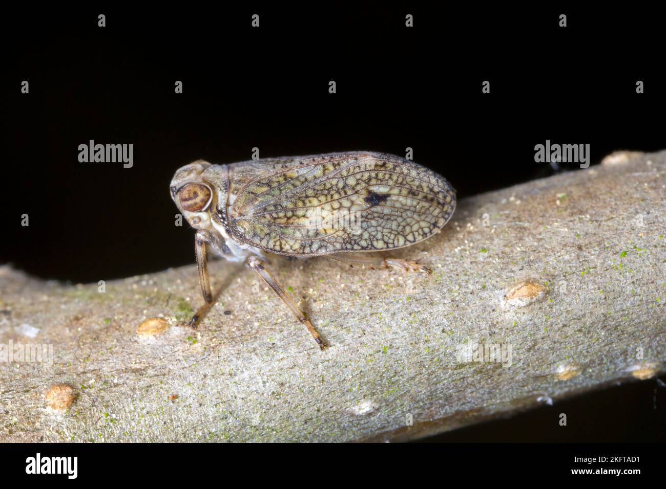 Issid planthopper, Froghopper (Isus coleoptratus) assis sur une branche. Banque D'Images