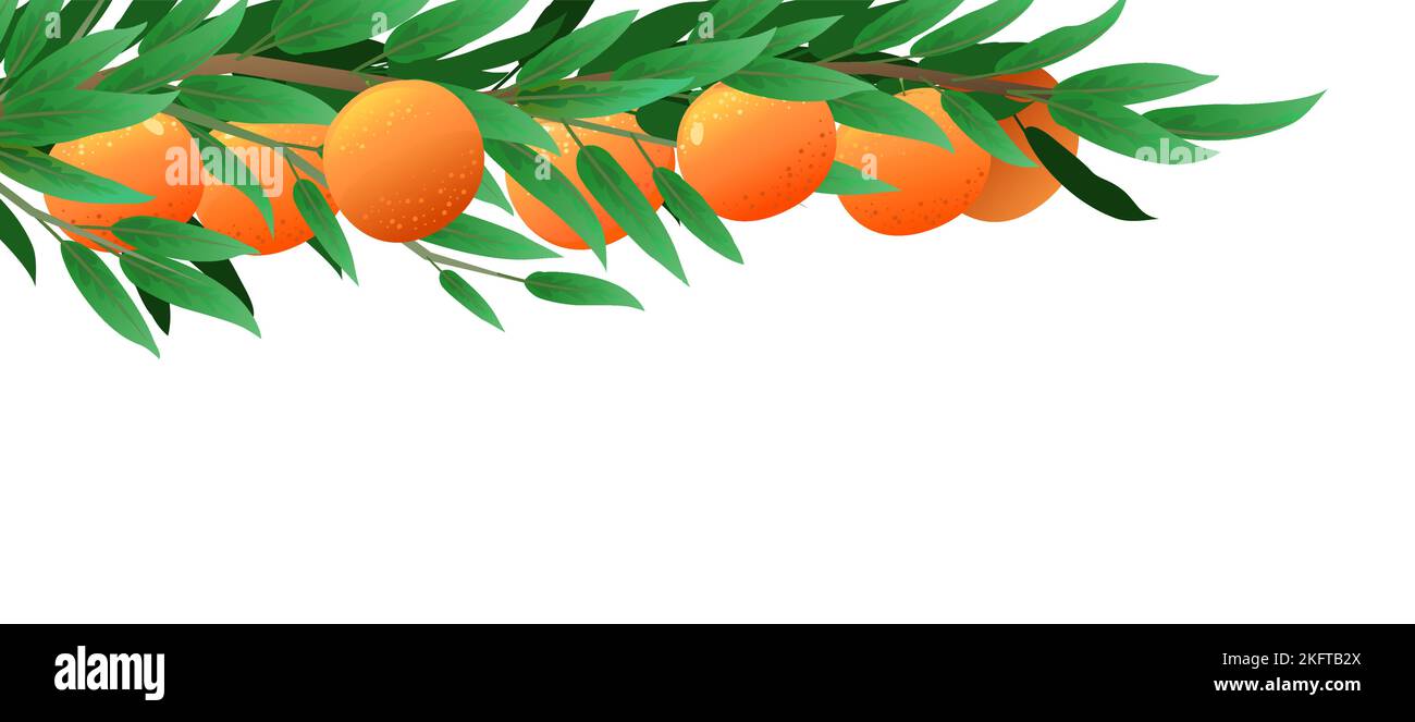 Branche d'arbre orange avec fruits mûrs. Plante de jardin avec récolte comestible. Isolé sur fond blanc. Branche avec feuillage et feuilles. Vecteur. Illustration de Vecteur