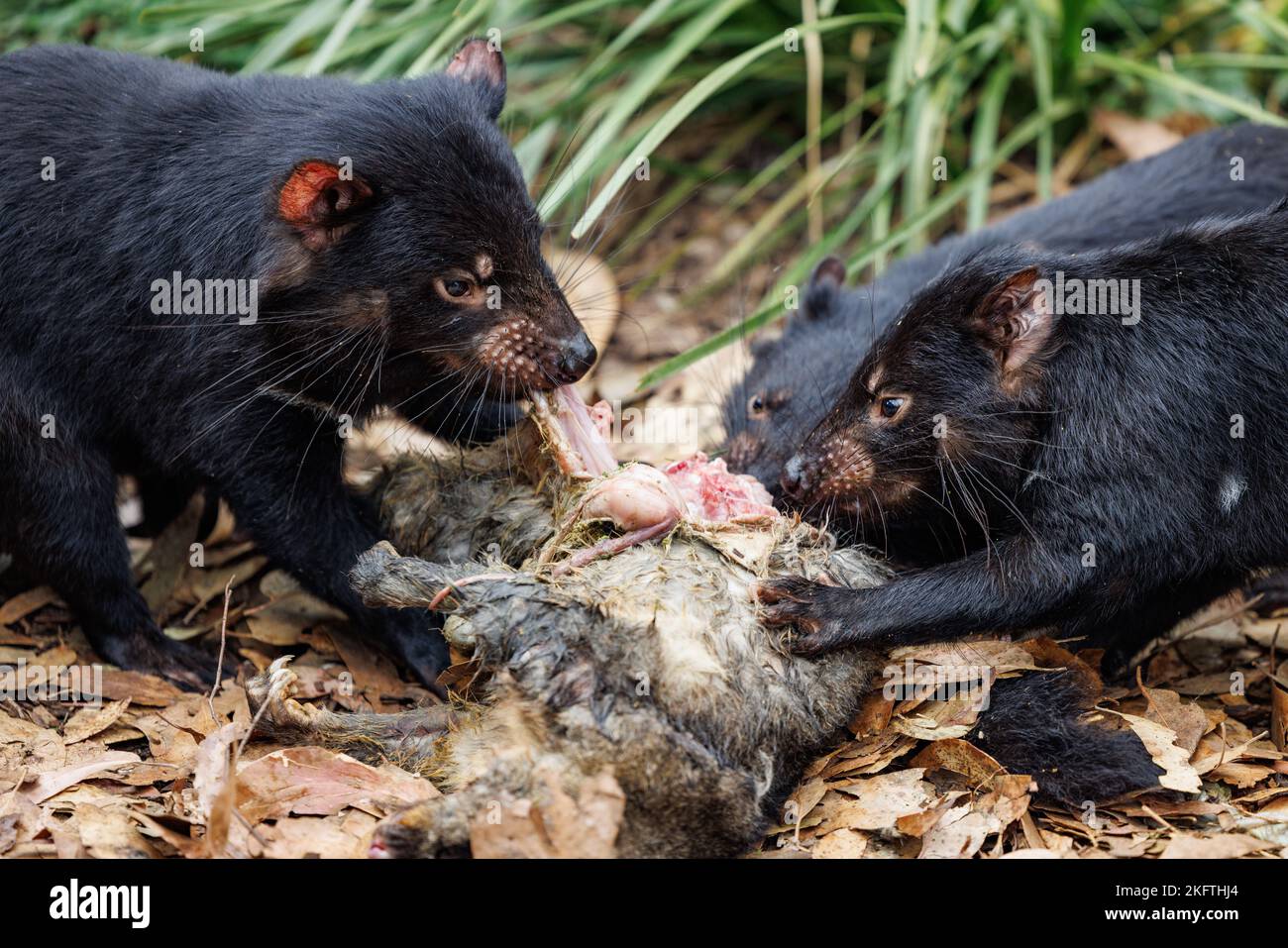 Parc animalier de Trowunna à Mole Creek, Tasmanie Banque D'Images