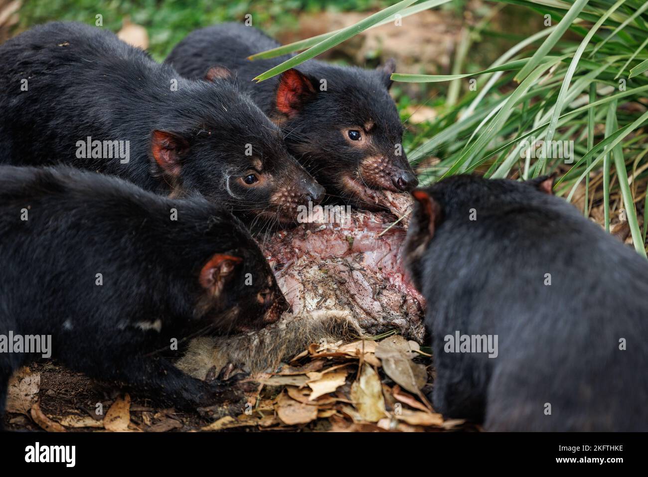 Parc animalier de Trowunna à Mole Creek, Tasmanie Banque D'Images