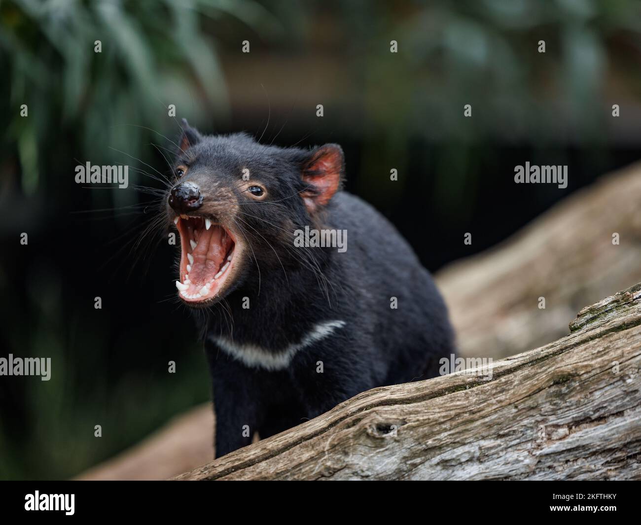 Parc animalier de Trowunna à Mole Creek, Tasmanie Banque D'Images