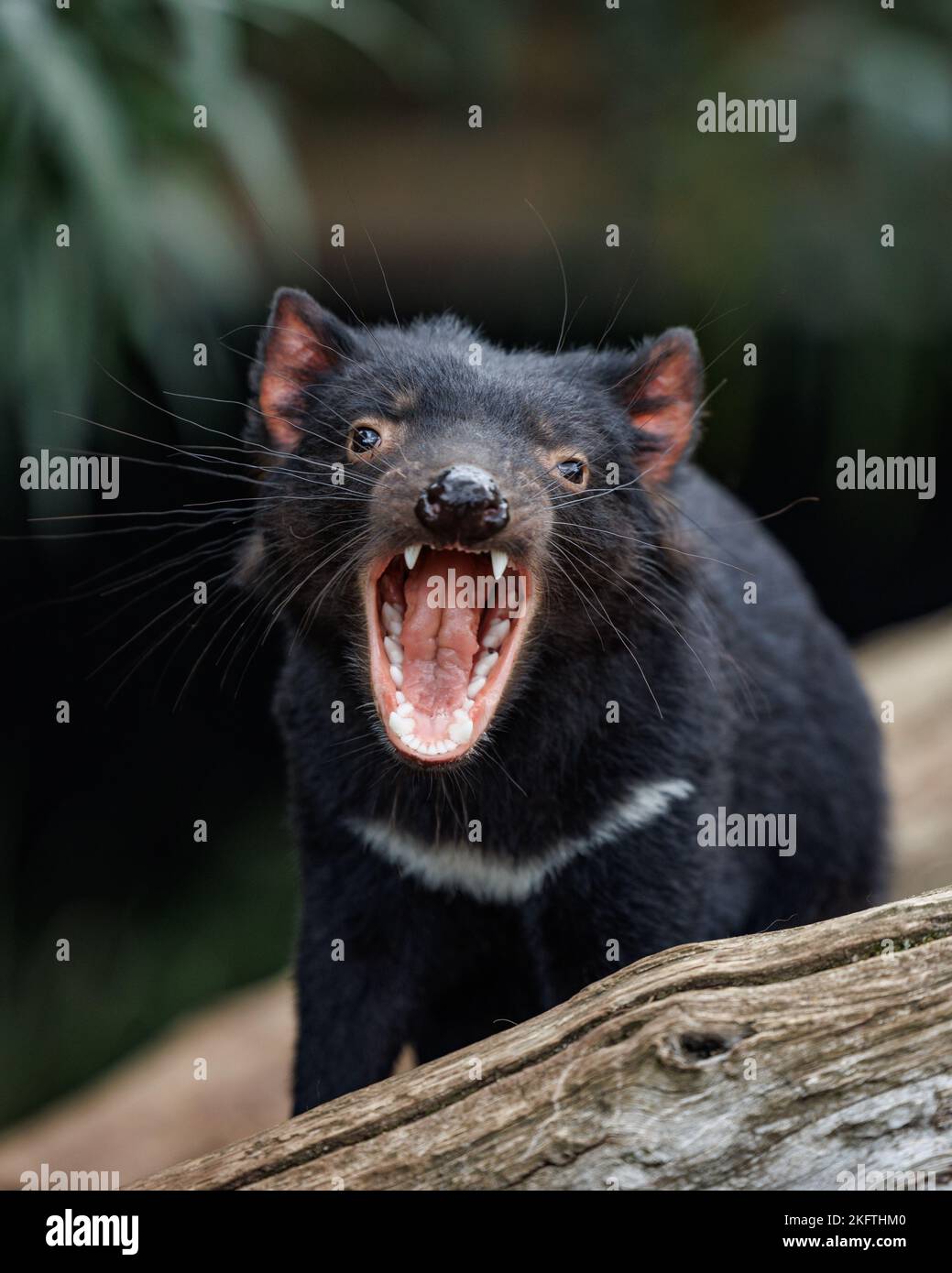 Parc animalier de Trowunna à Mole Creek, Tasmanie Banque D'Images