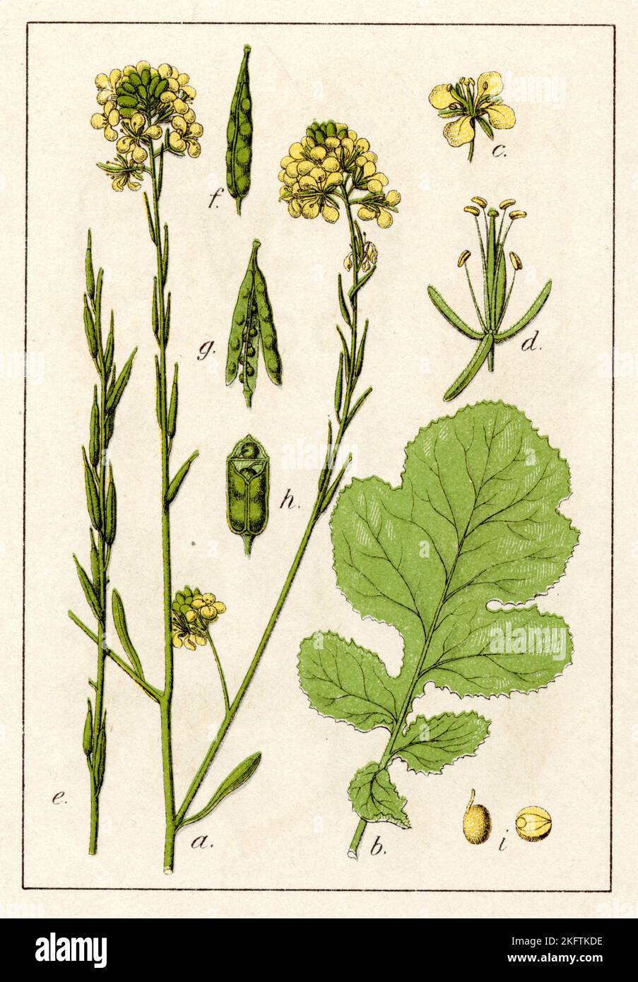 Moutarde noire Brassica nigra, (livre botanique, 1902), Schwarzer Senf Banque D'Images