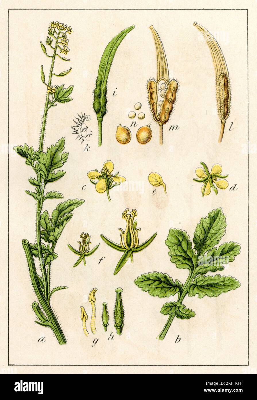 Moutarde jaune Sinapis alba, (livre botanique, 1902), Weißer Senf Banque D'Images