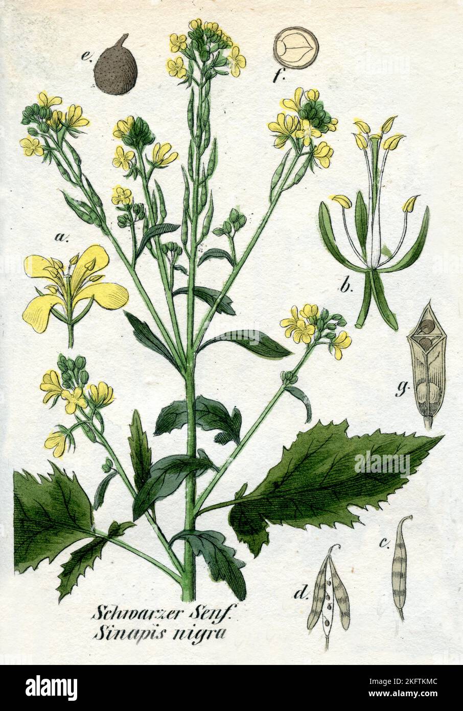Moutarde noire Brassica nigra, (livre botanique, 1850), Schwarzer Senf Banque D'Images