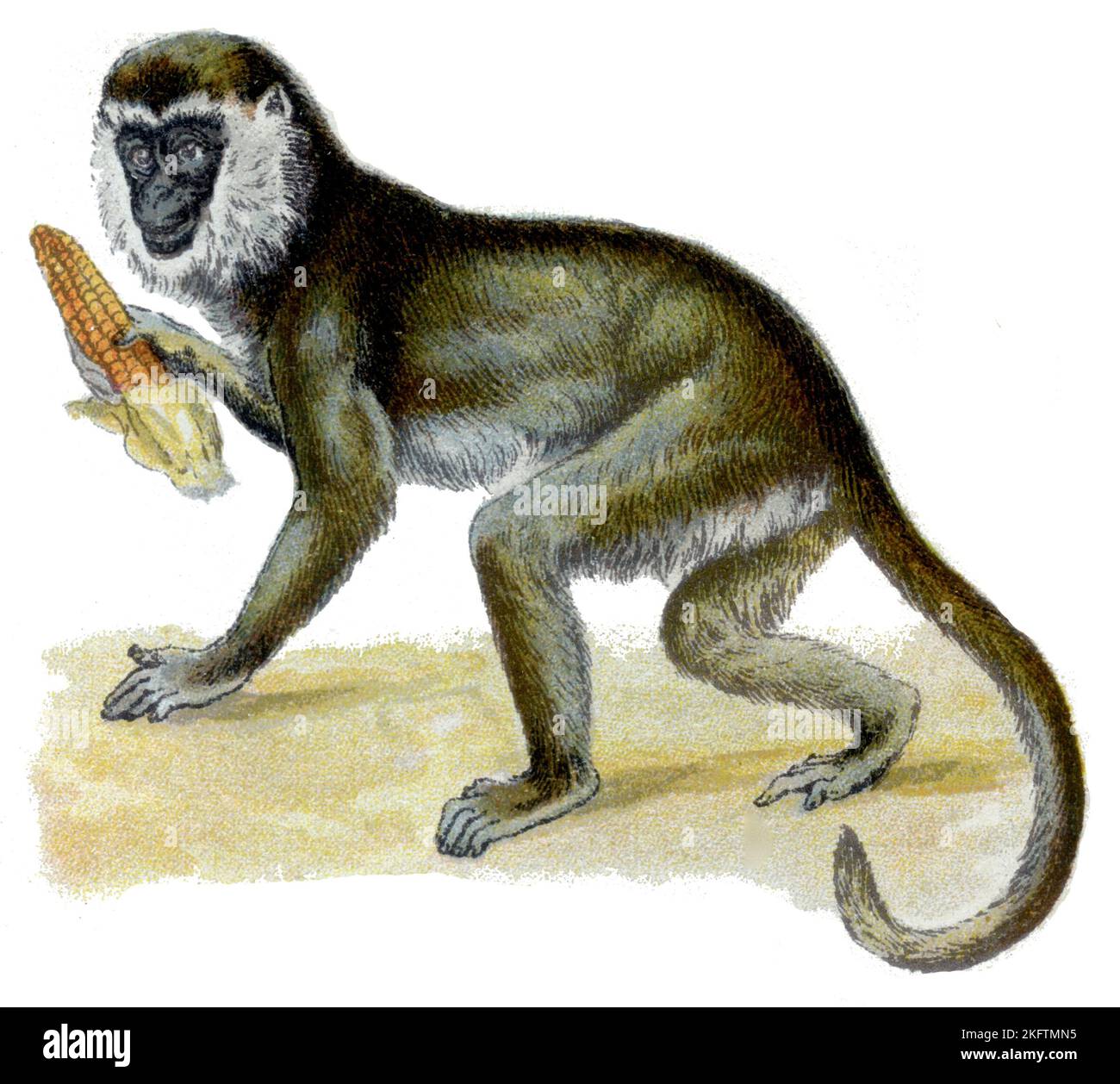 Green Monkey Chlorocebus sabaeus, (livre de zoologie, 1913), Westliche Grünmeerkatze Banque D'Images