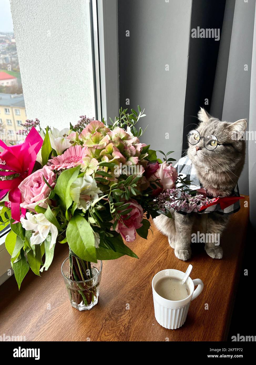 Écossais droit chat gris avec des verres, une chemise et une cravate rouge à la période des vacances ressemble à un gentleman. Animaux domestiques dans l'appartement donne sur la fenêtre avec café, fleurs, bouquet Banque D'Images