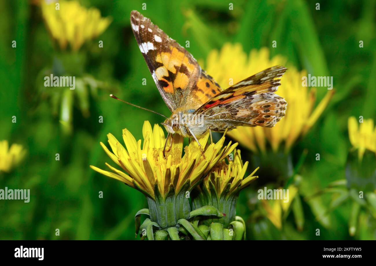 Papillon sur une fleur de pissenlit.Europe.Ukraine. Banque D'Images