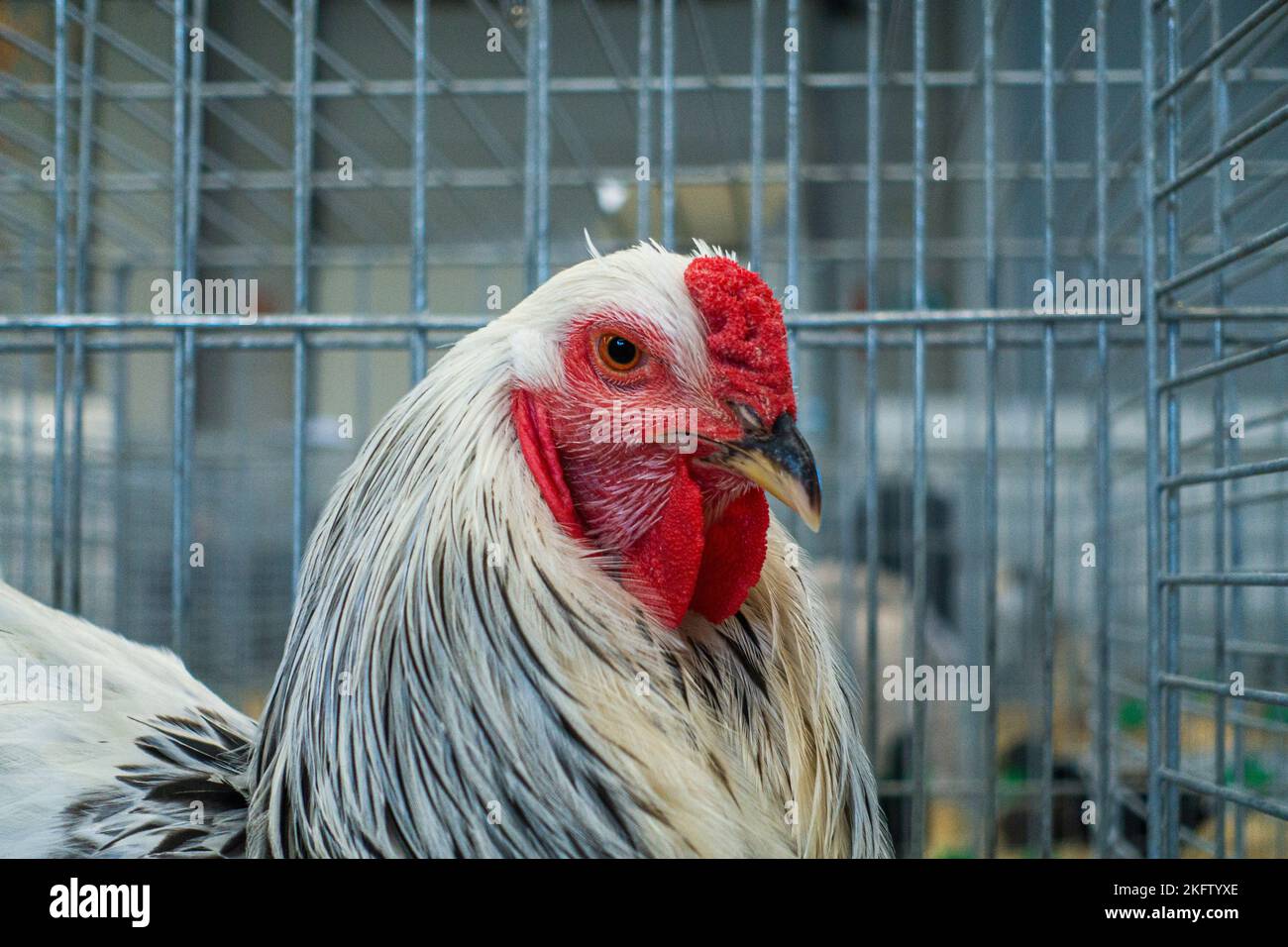 Brahma de la Colombie-lumière, Gallus gallus F. domestica 'brahma de la Colombie-lumière' à l'exposition nationale des animaux d'élevage élevage élevage 2022 à Lysa Banque D'Images