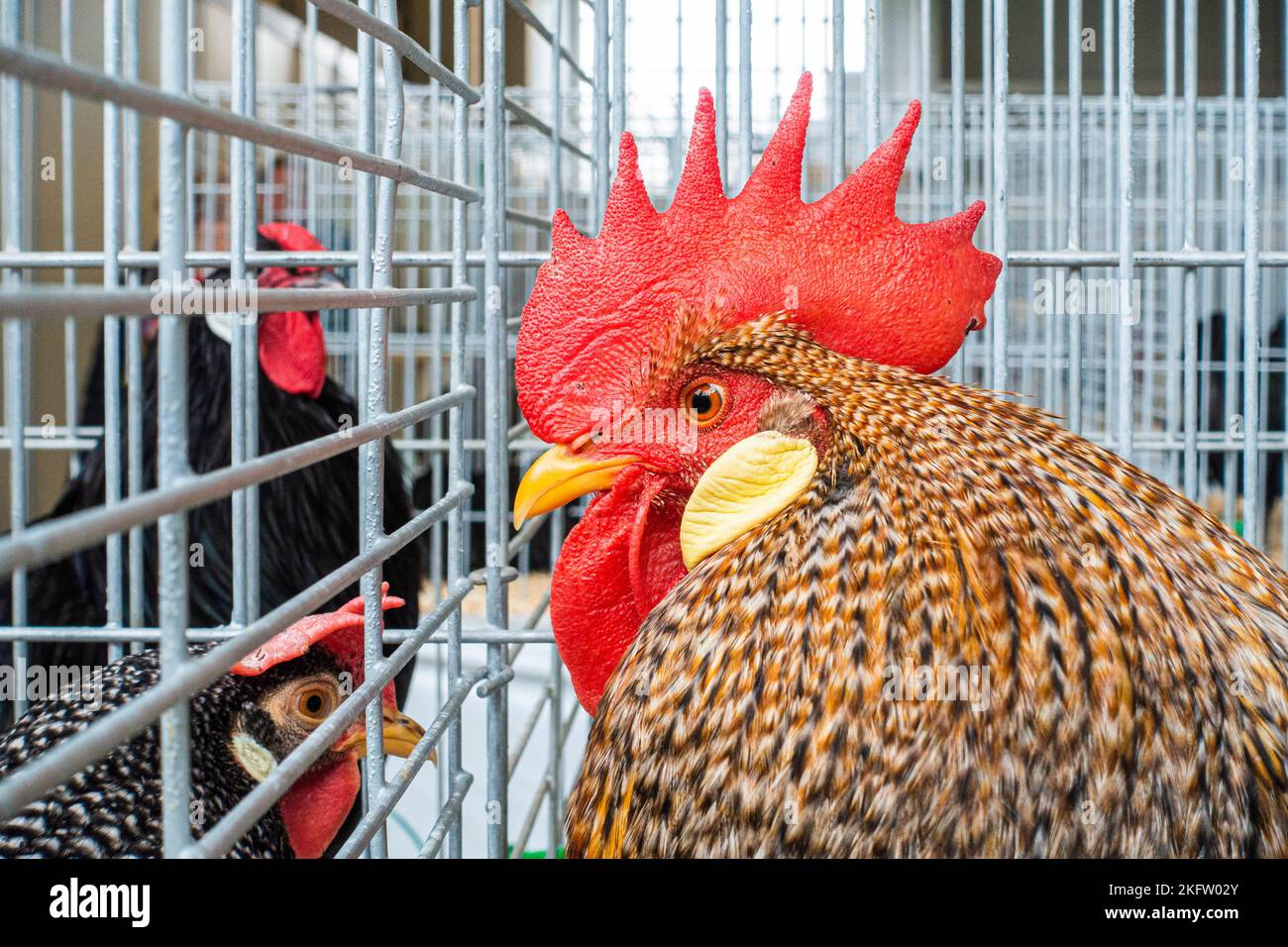 Leghorns, Gallus gallus F. domestica à l'exposition nationale des animaux d'élevage élevage 2022 à Lysa nad Labem, région de Bohême centrale, cz Banque D'Images