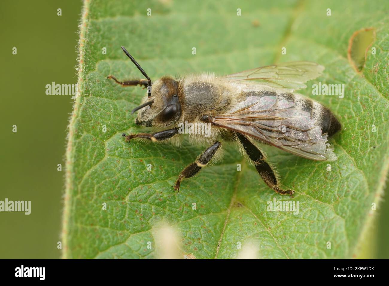 Détails naturels sur un ouvrier d'abeilles velue, APIS mellifera assis sur une feuille verte Banque D'Images