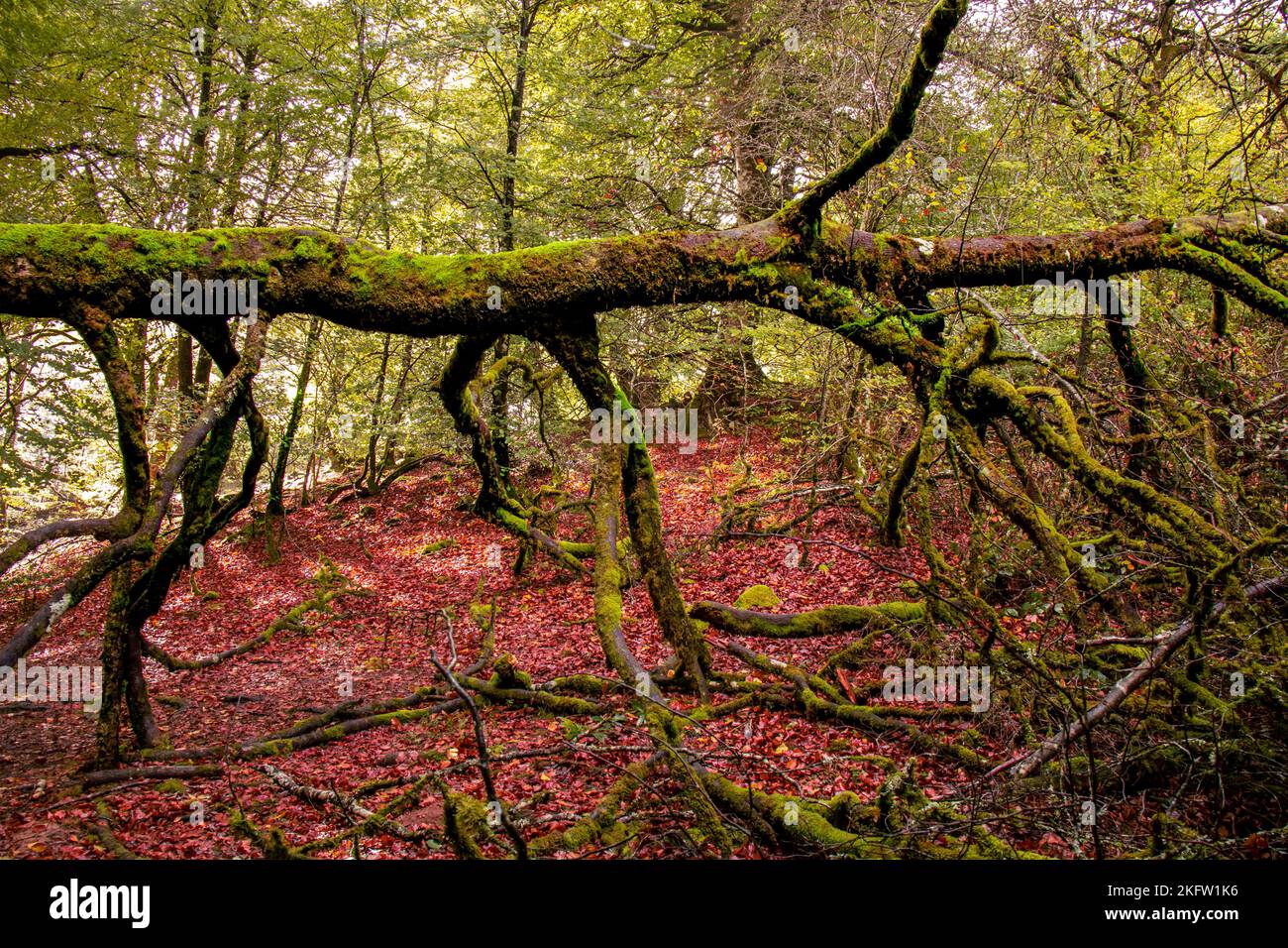 Otoño en la selva de Irati, sendero de Anbulolatz, Pirineo navarro, Espagne Banque D'Images