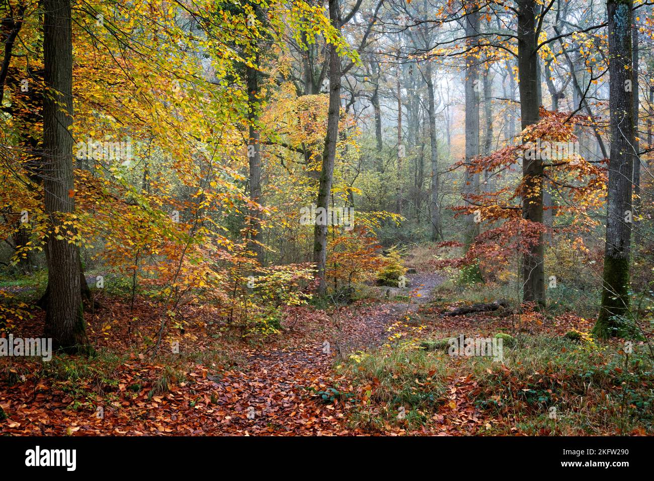 Mûrir les Beech lors d'une journée d'automne brumeuse et brumeuse Banque D'Images