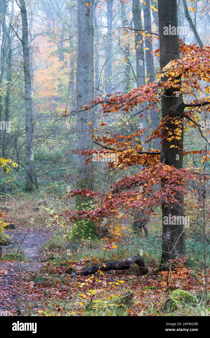 Un chemin étroit à travers une forêt brumeuse en automne Banque D'Images