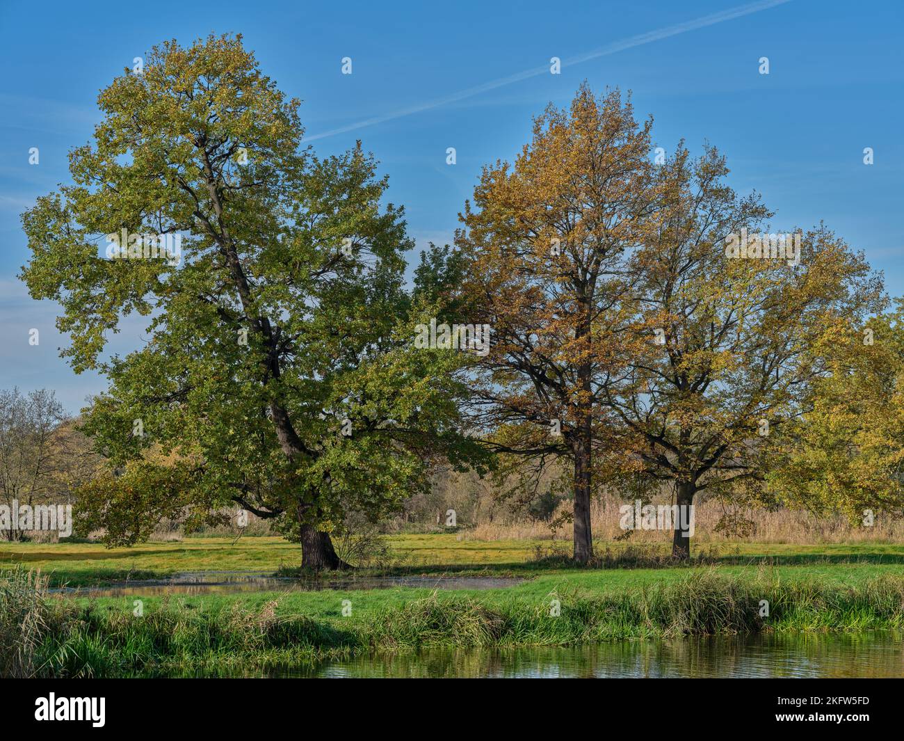 Couleurs de la fin de l'automne des arbres Basse Silésie Pologne Banque D'Images