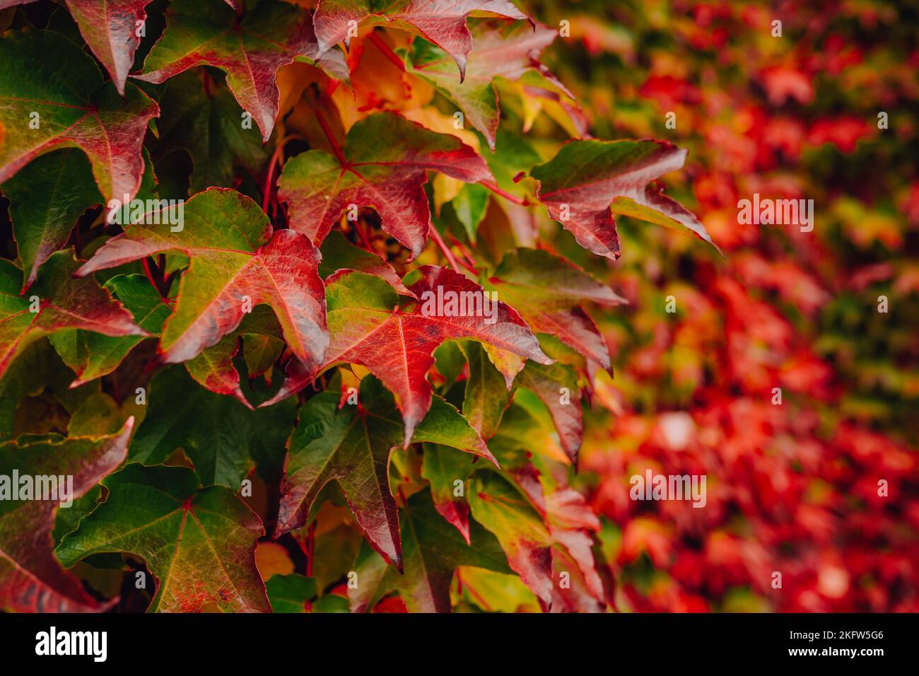 Arrière-plan coloré fait de feuilles en automne. Banque D'Images
