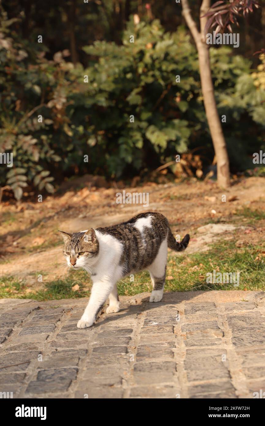 Logo Cat Banque D'Images
