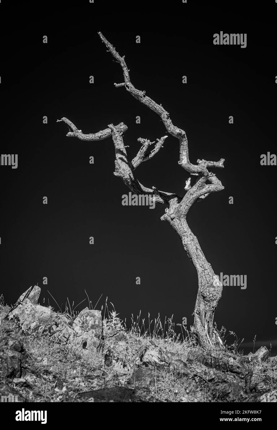 Arbre de l'aubépine mort Banque D'Images