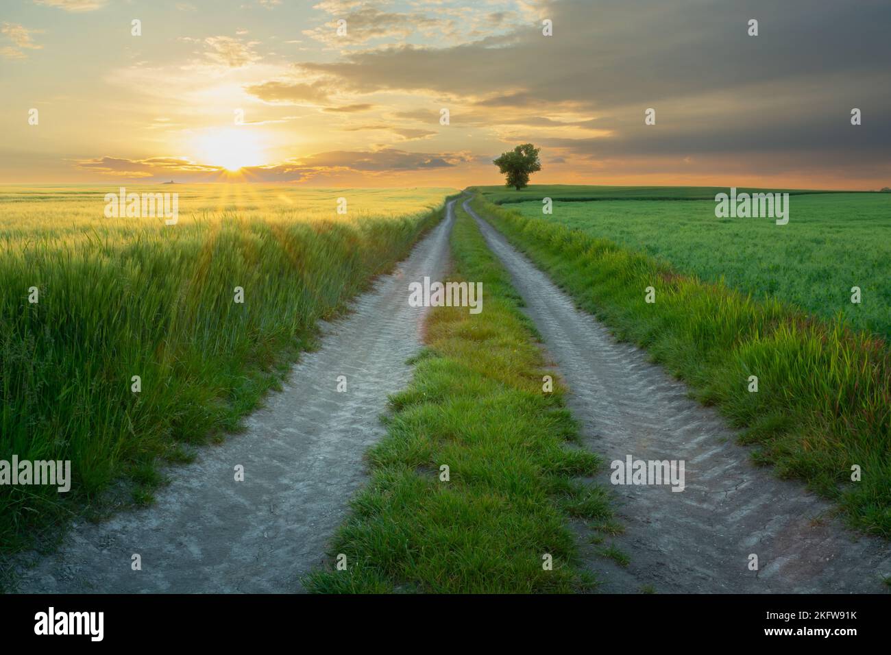 Route de terre entre les champs et le coucher du soleil, pittoresque est de la Pologne, jour d'été Banque D'Images