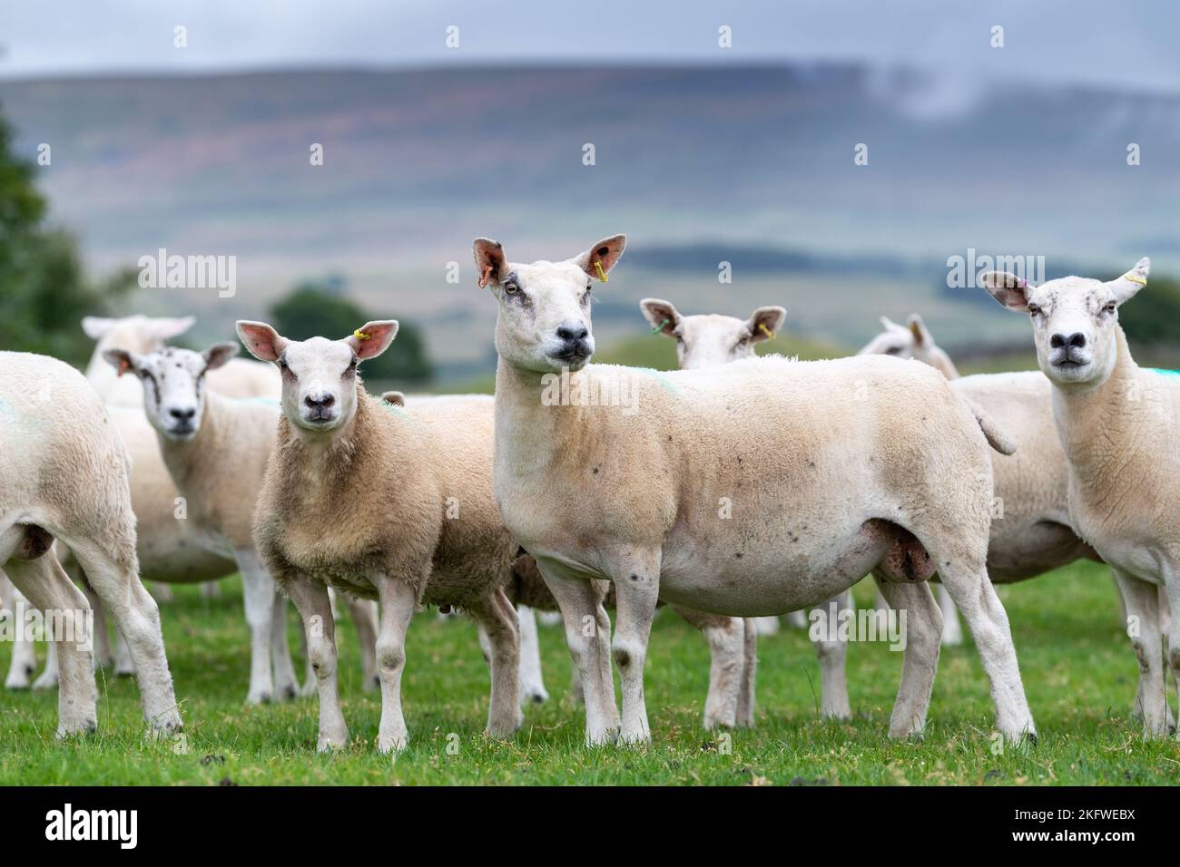 Brebis blanches avec agneaux dans un pâturage, Cumbria, Royaume-Uni. Banque D'Images