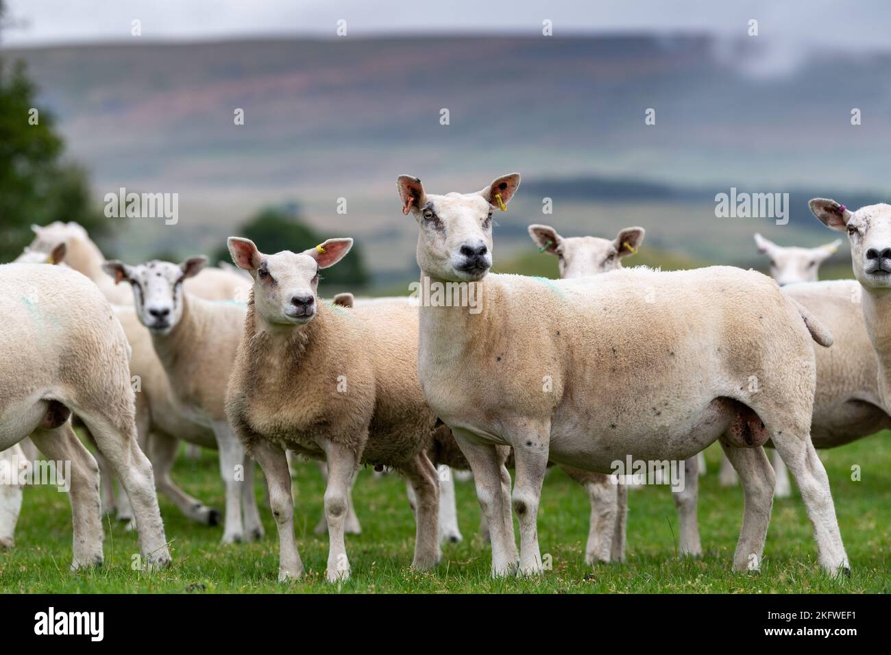 Brebis blanches avec agneaux dans un pâturage, Cumbria, Royaume-Uni. Banque D'Images