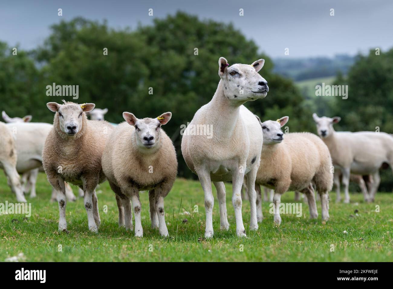 Brebis blanches avec agneaux dans un pâturage, Cumbria, Royaume-Uni. Banque D'Images