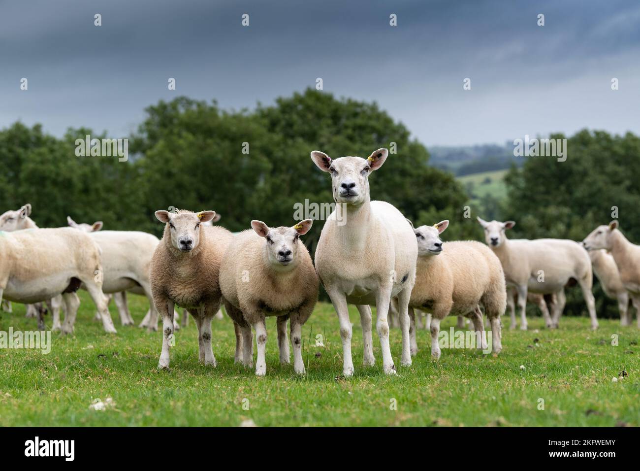 Brebis blanches avec agneaux dans un pâturage, Cumbria, Royaume-Uni. Banque D'Images