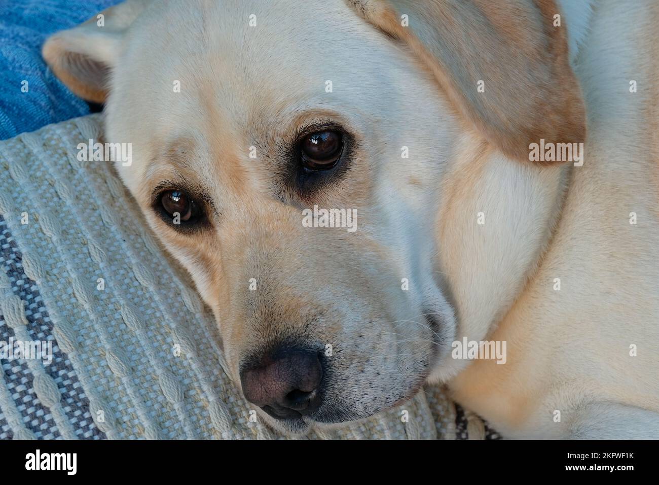 Gros plan d'un Labrador retriever jaune d'origine allongé sur un canapé - John Gollop Banque D'Images