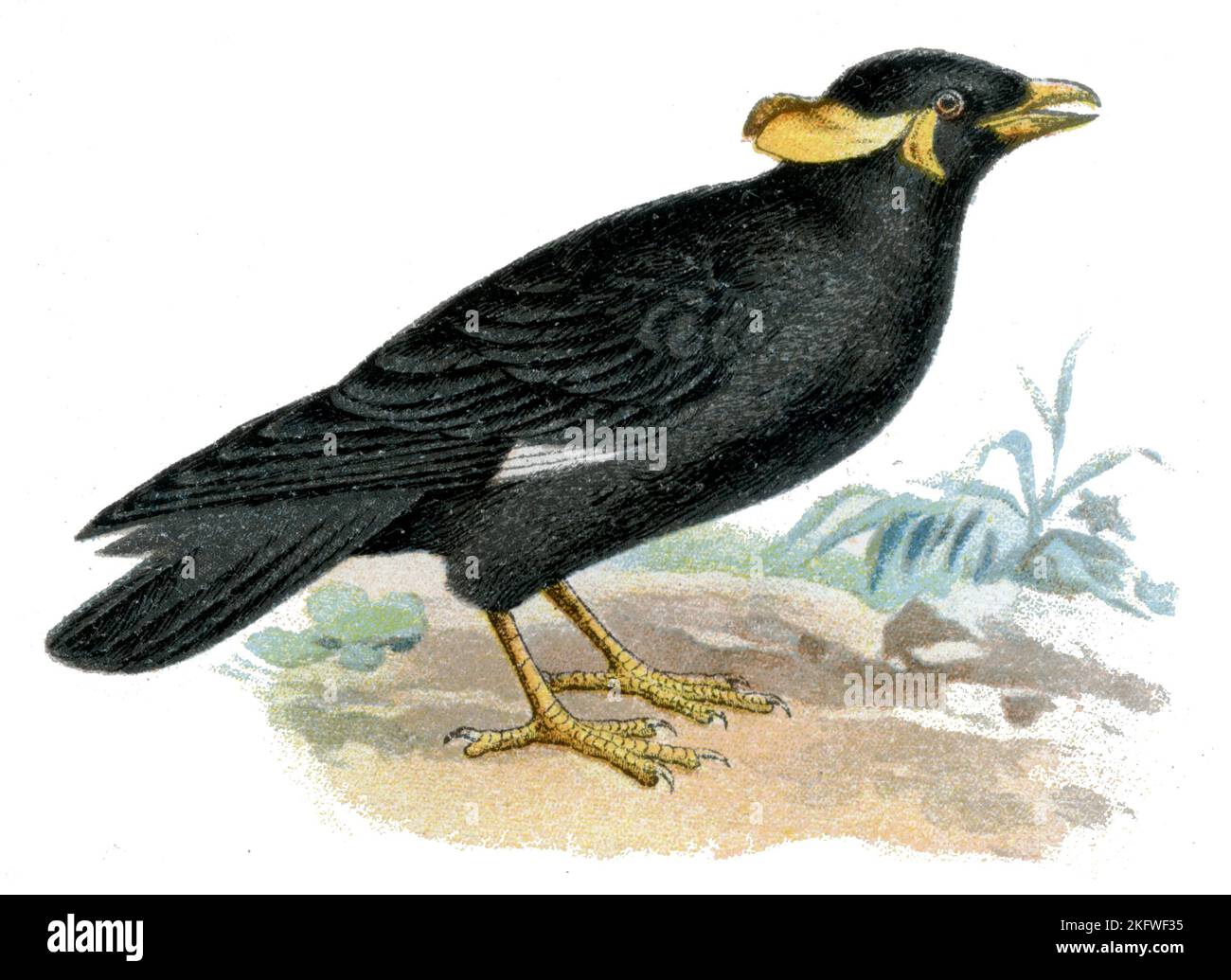 Common Hill Myna Gracula religiosa, (livre de zoologie, 1913), Beo Banque D'Images