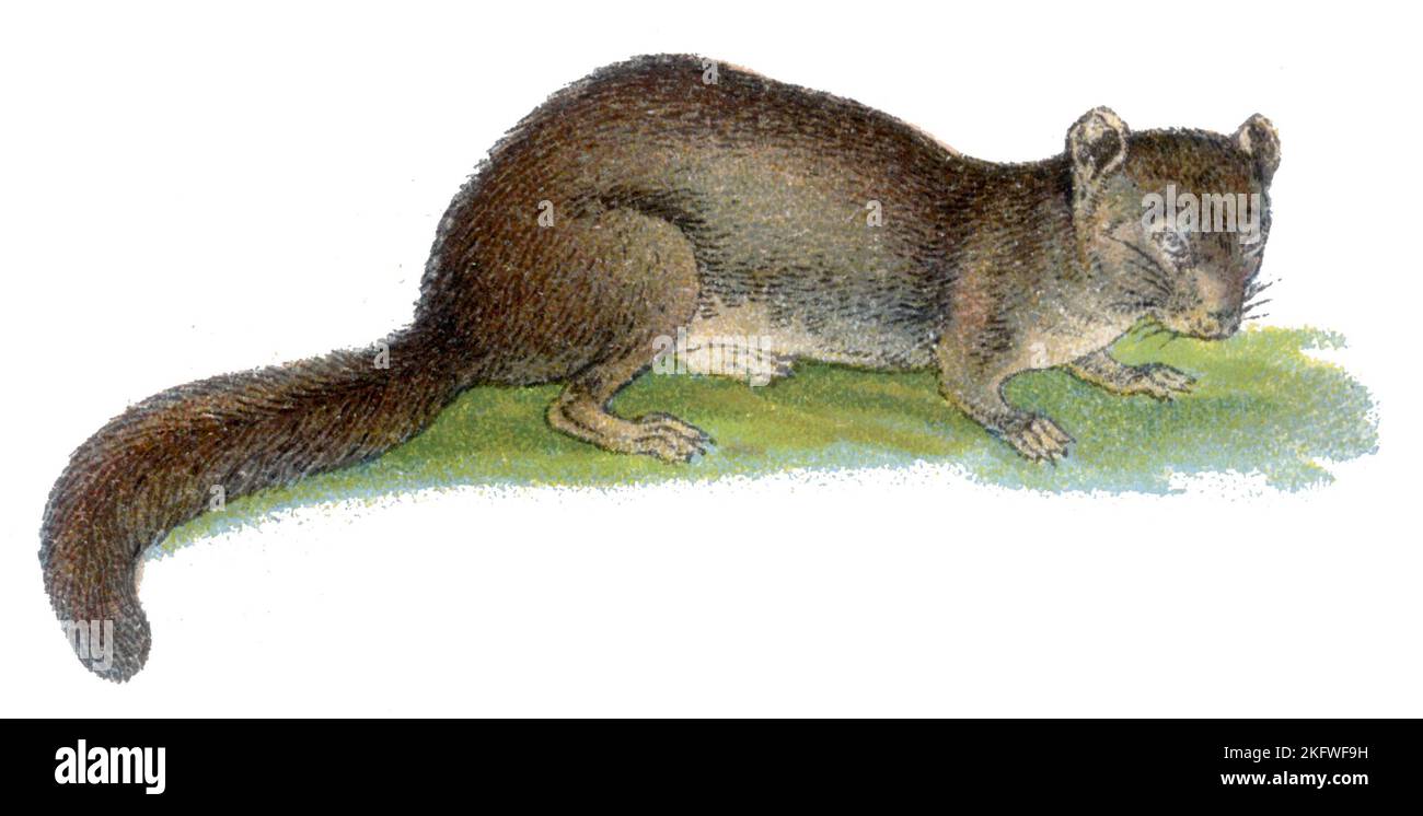 Souris dorsale comestible Glis Glis, (livre de zoologie, 1913), Siebenschläfer Banque D'Images