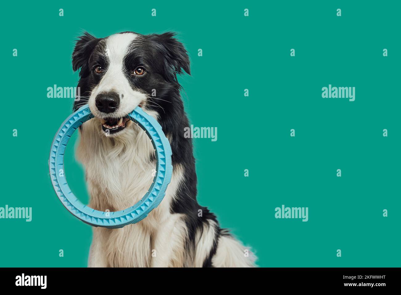 Activité PET. Drôle chien chien bordure collie tenant bleu anneau extracteur jouet dans la bouche isolé sur fond vert. Chien de compagnie de race pure veut jouer avec le propriétaire. Amour pour les animaux amitié concept de compagnon Banque D'Images