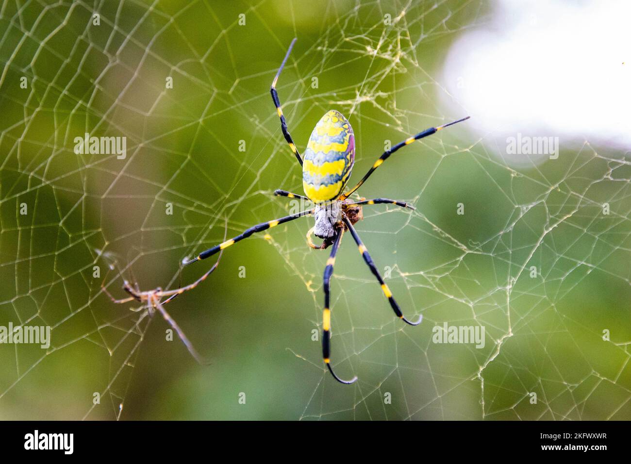 Belle araignée jaune japonaise Joro dans le filet de près Banque D'Images