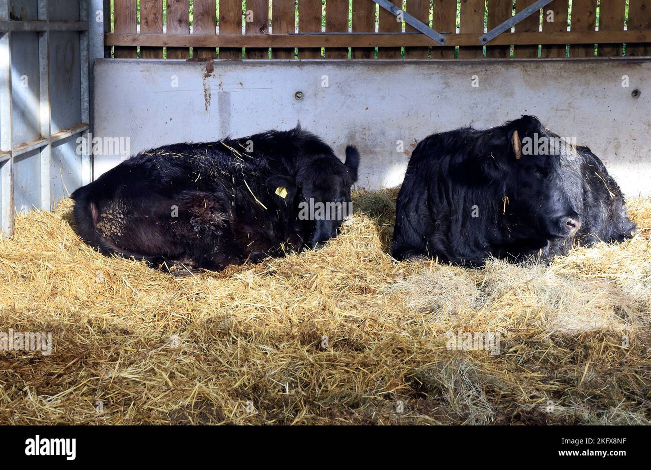 Vaches noires couchées dans la paille. Musée national d'histoire de St Fagans. Amgueddfa Werin Cymru. Pris en novembre 2022. Automne. Banque D'Images