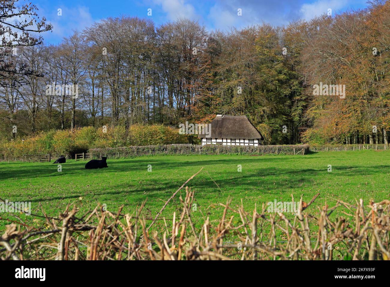 Abernodwydd ferme et vaches en pâturage, Musée national d'Histoire de St Fagans. Amgueddfa Werin Cymru. Pris en novembre 2022. Automne. Banque D'Images