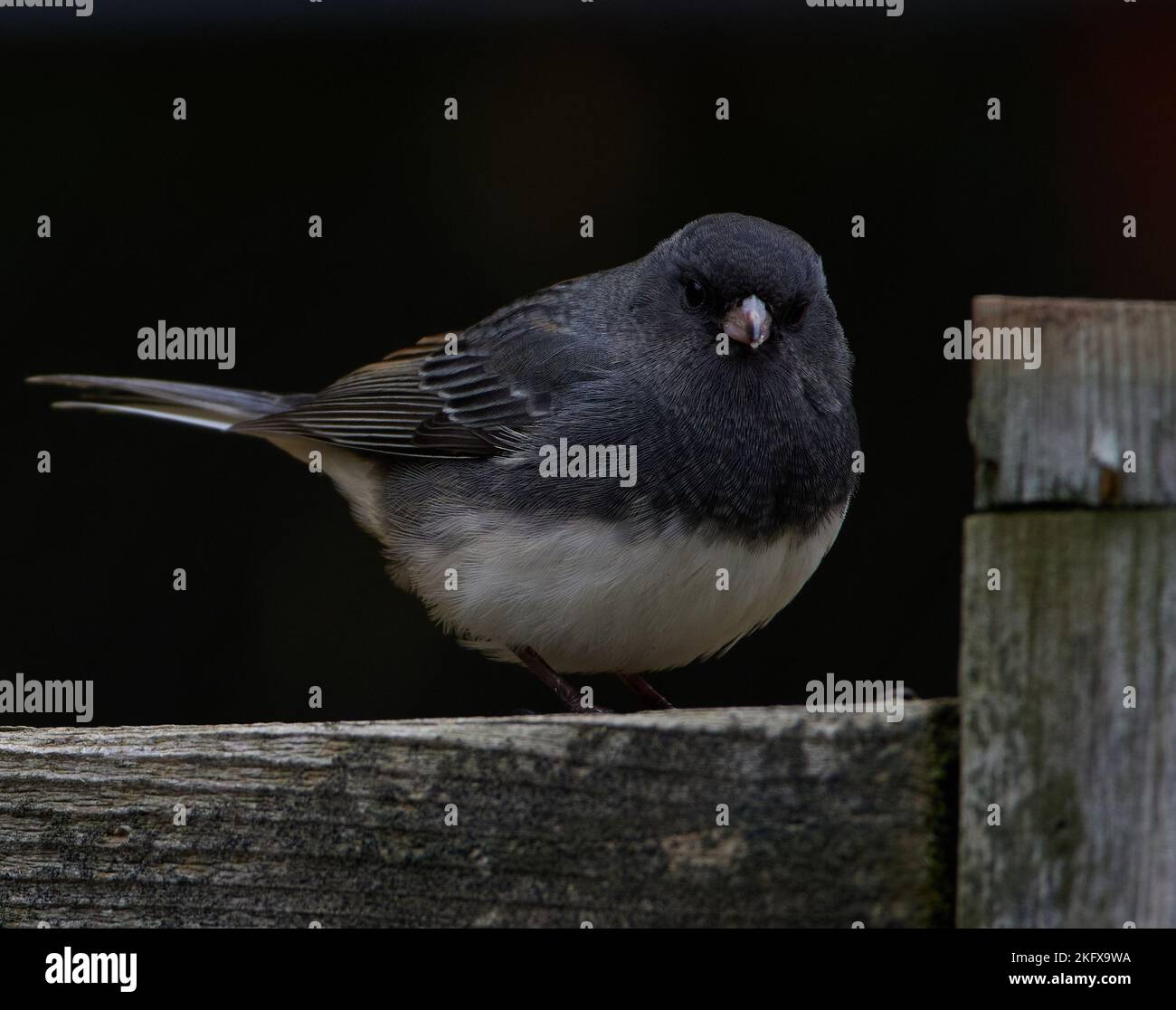 Petit oiseau Junco sur une clôture en bois. Banque D'Images