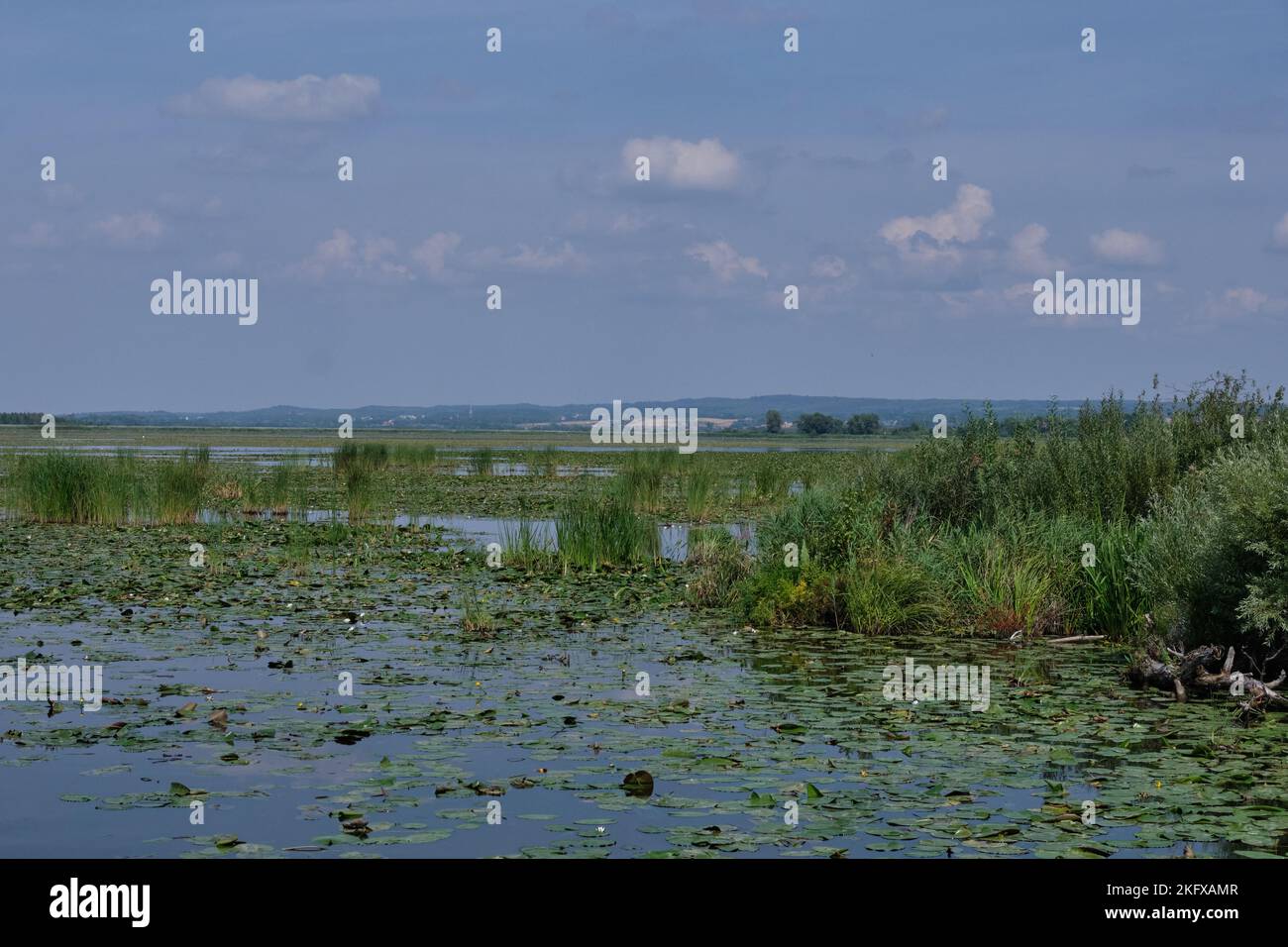 Réserve naturelle Lac Druzno en été avec roseaux et plantes aquatiques, Pologne, Europe Banque D'Images