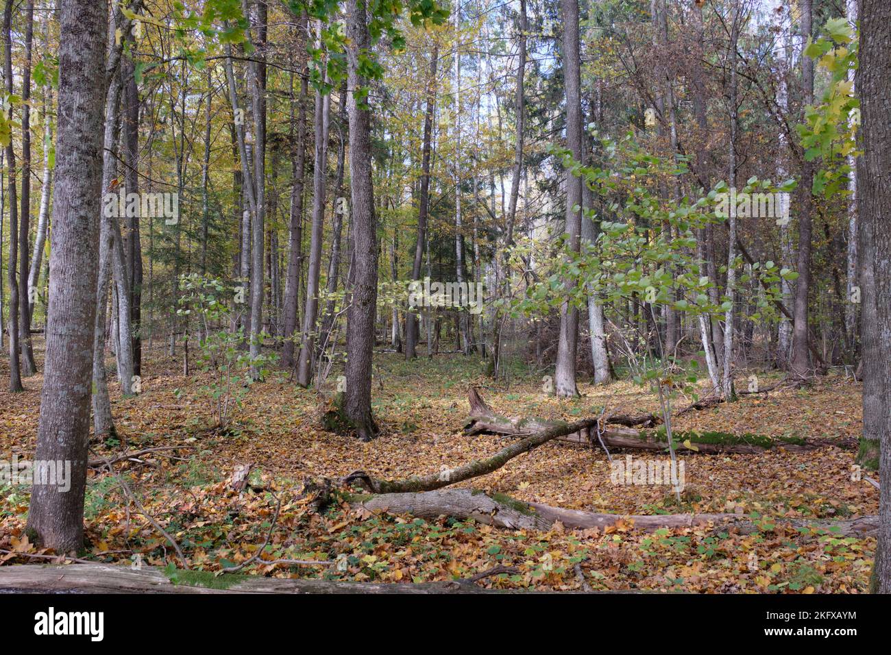 Peuplement d'arbres à feuilles caduques d'automne avec des hornbees et des érables, forêt de Bialowieza, Pologne, Europe Banque D'Images