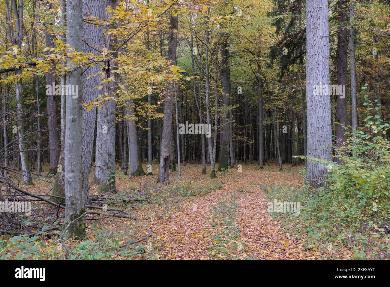 Matin ensoleillé d'automne dans la forêt avec des chênes et un étroit chemin de terre traversant le peuplement d'arbres, forêt de Bialowieza, Pologne, Europe Banque D'Images