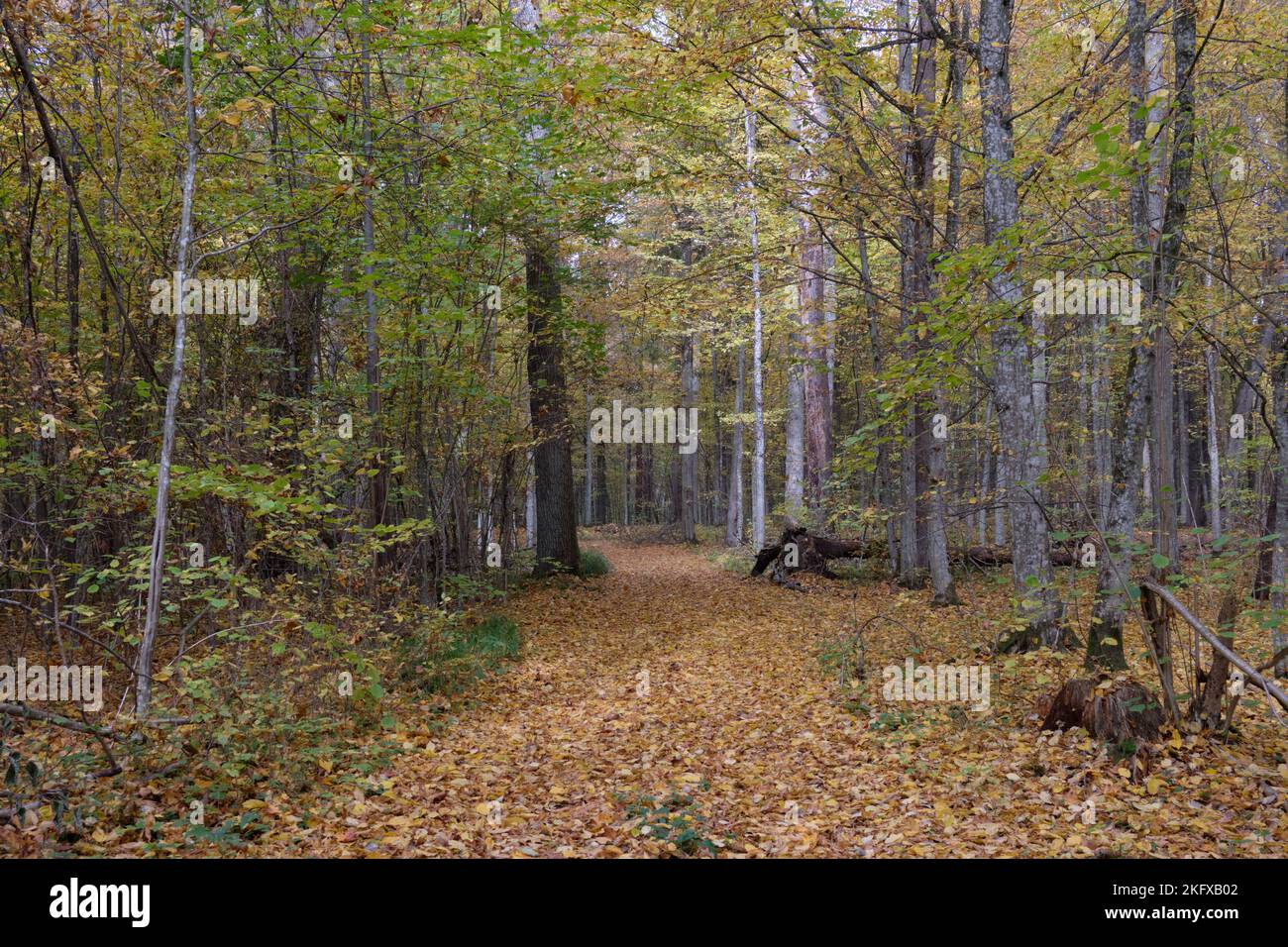 Autumnal à midi dans un peuplement de forêt à feuilles caduques avec de vieux chênes et un stand étroit de franchissement de route de terre, forêt de Bialowieza, Pologne, Europe Banque D'Images