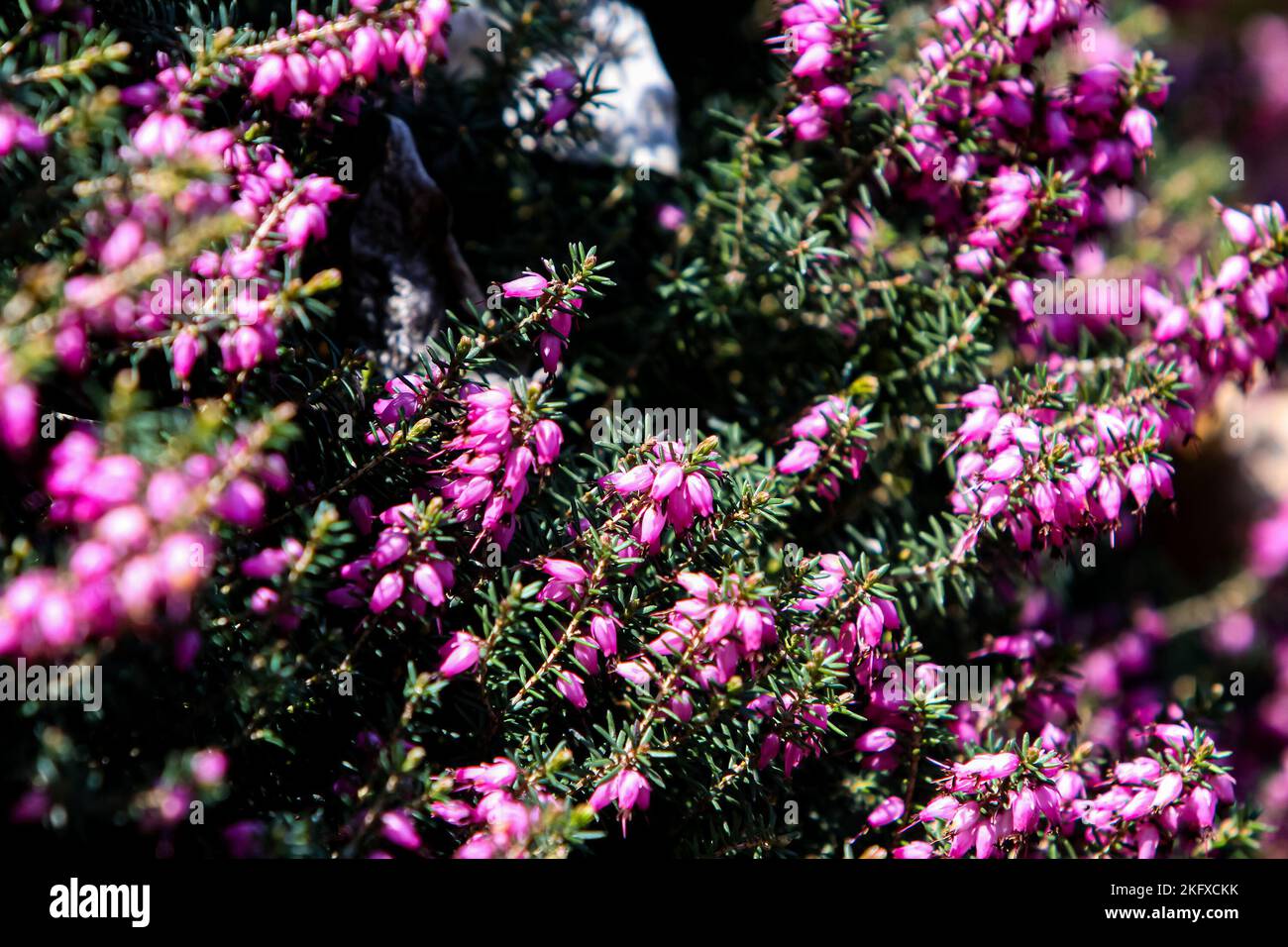 La lande rose de Darley Dale (Erica darleyensis) dans le jardin Banque D'Images