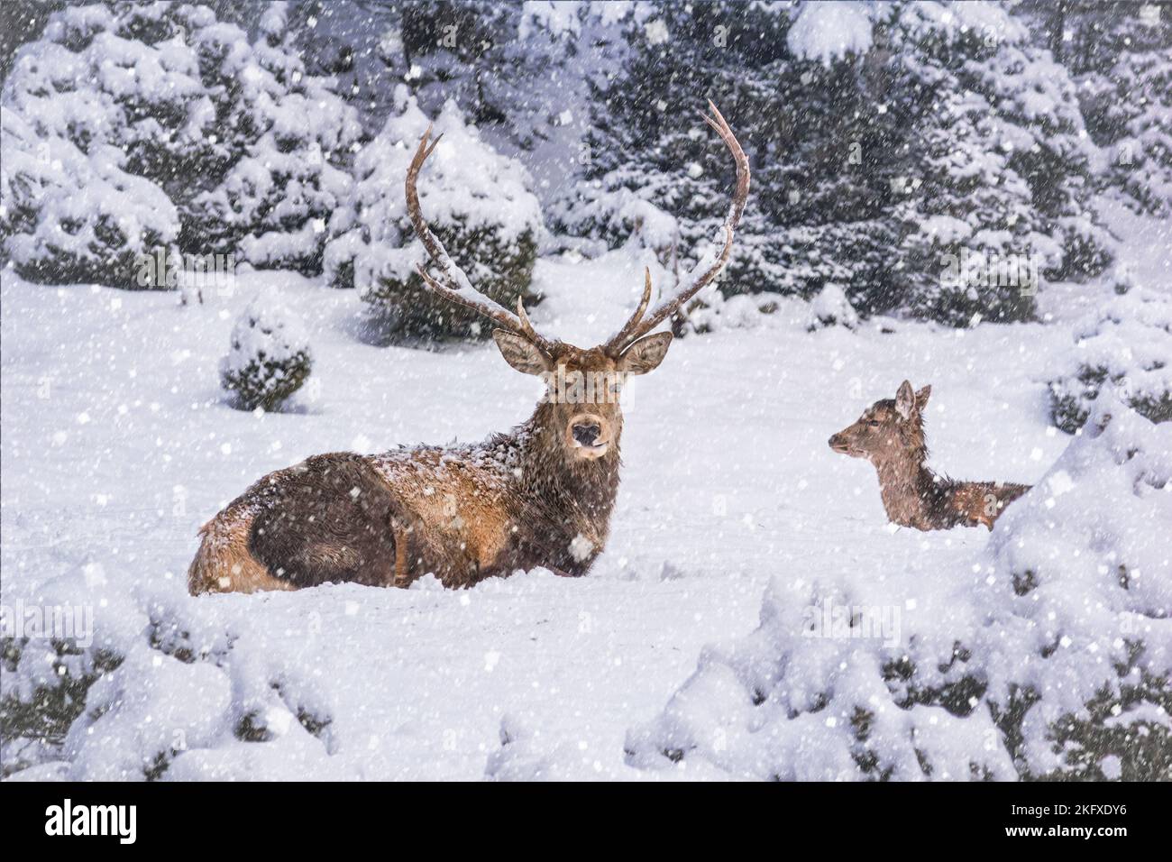 Paysage d'hiver - vue sur une paire de cerfs rouges (Cervus elaphus) dans la forêt de montagne d'hiver après les chutes de neige, foyer sélectif Banque D'Images