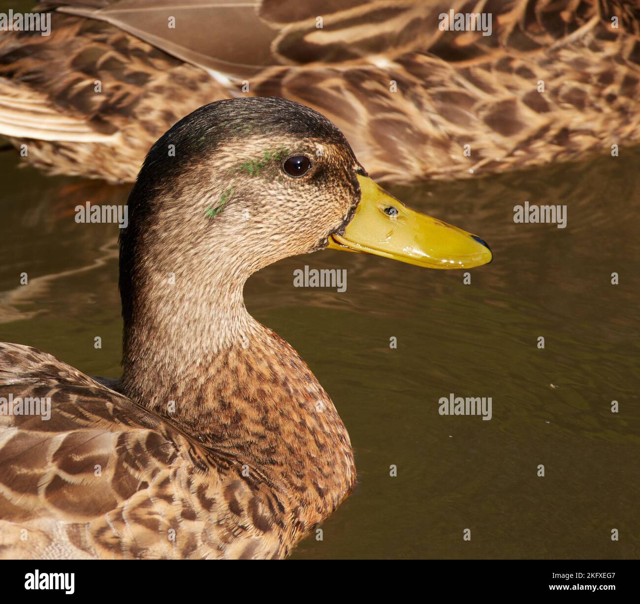 Gros plan de la tête d'un canard dans un lac. Banque D'Images