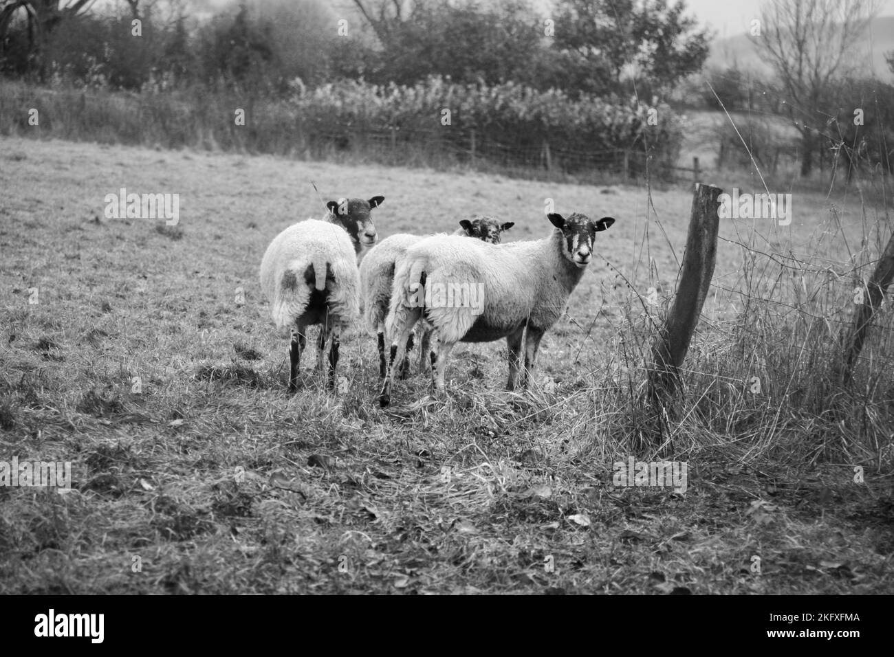Un troupeau de moutons dans le pays, Worston, Clitheroe, Lancashire, Royaume-Uni, Europe Banque D'Images