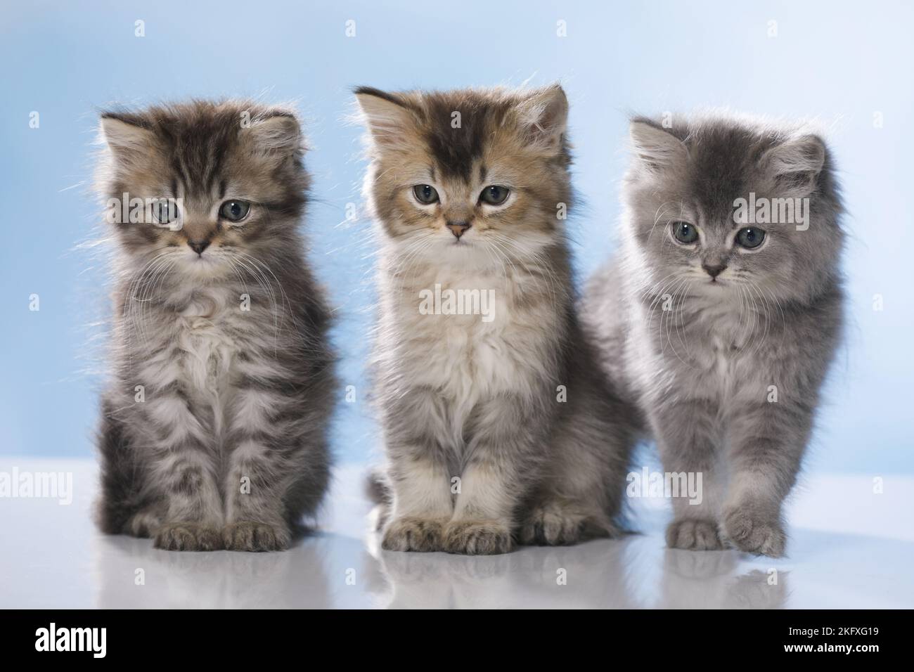 Assis British Longhair Kitten Banque D'Images