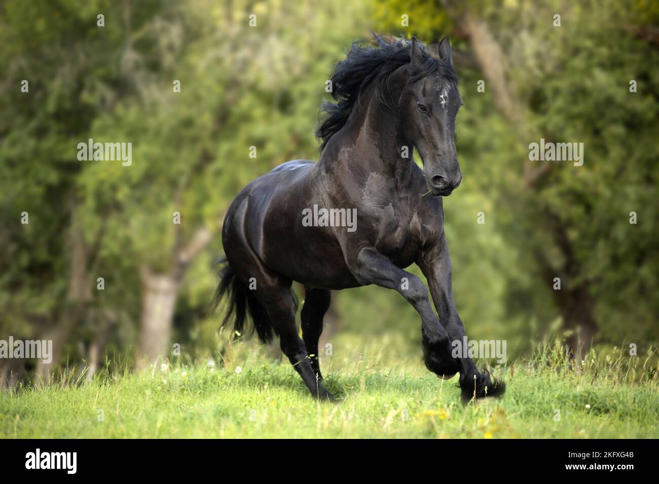 L'exécution de cheval Frison Banque D'Images