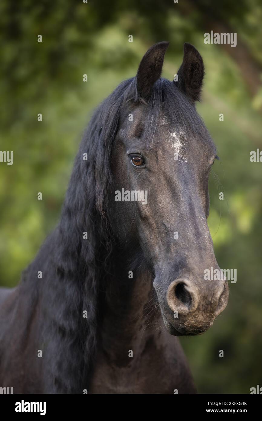 Portrait cheval frison Banque D'Images