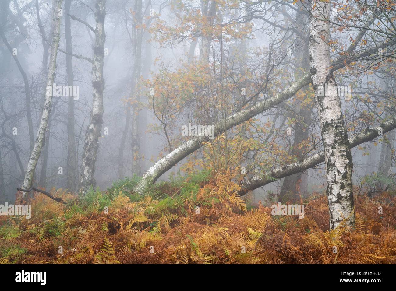 La sous-croissance récupère rapidement le bouleau argenté tombé dans une scène boisée chaotique sur Otley Chevin, avec le paysage enveloppé dans un brouillard épais. Banque D'Images